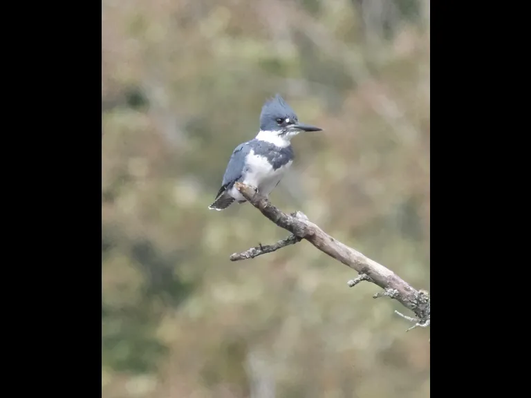Heron and Kingfisher in Hudson Sudbury Valley Trustees